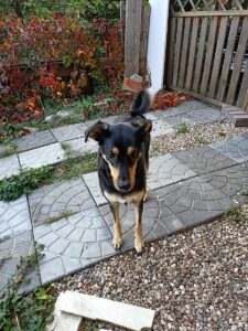 Czapi