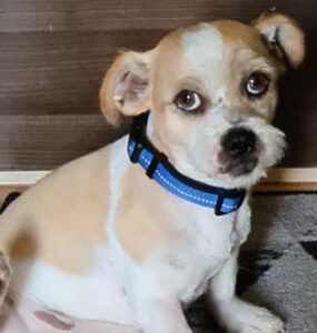 OLI